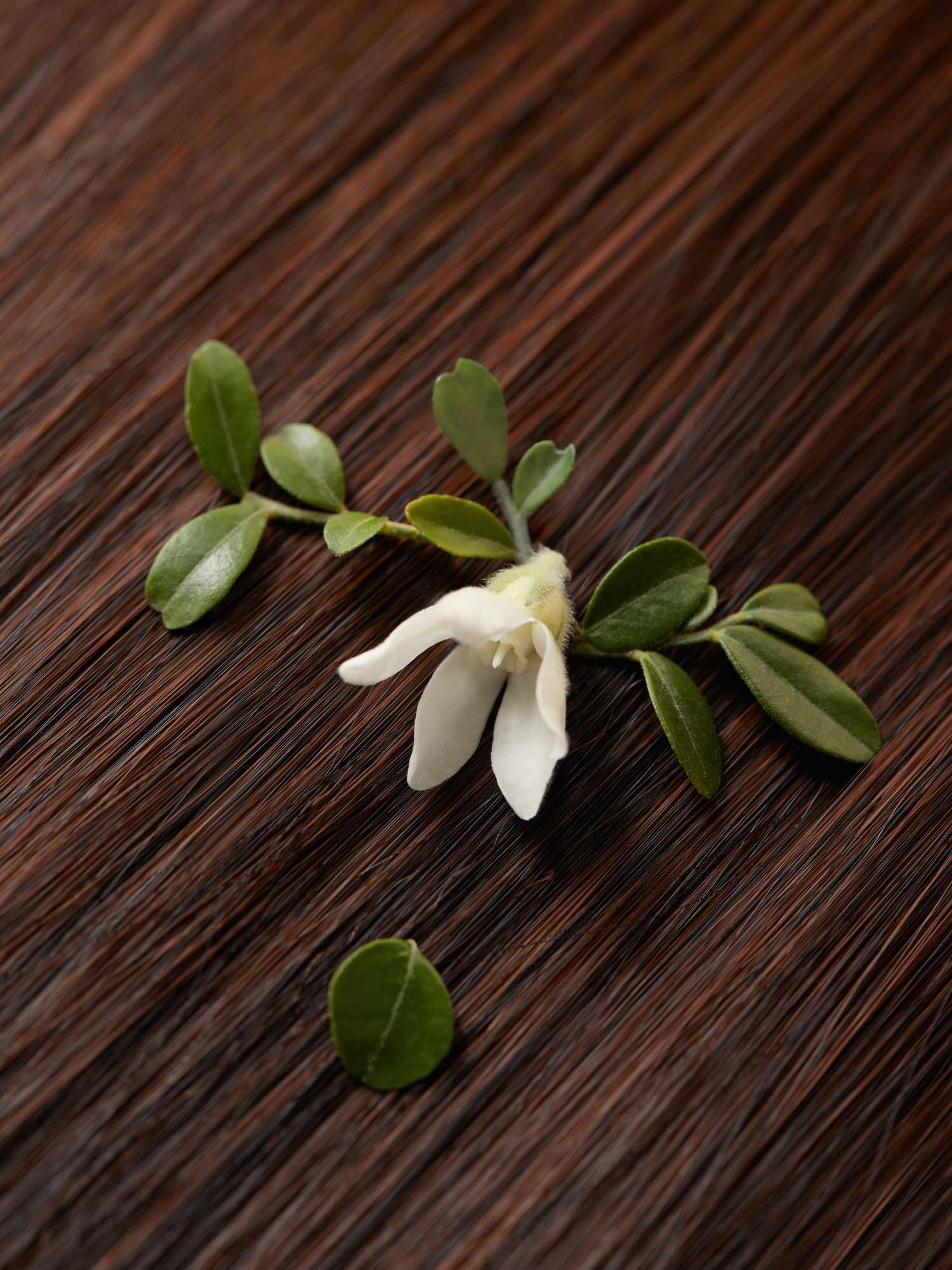 Replenishing Hair Mist Jasmine & Vetiver 100ml - Image 5