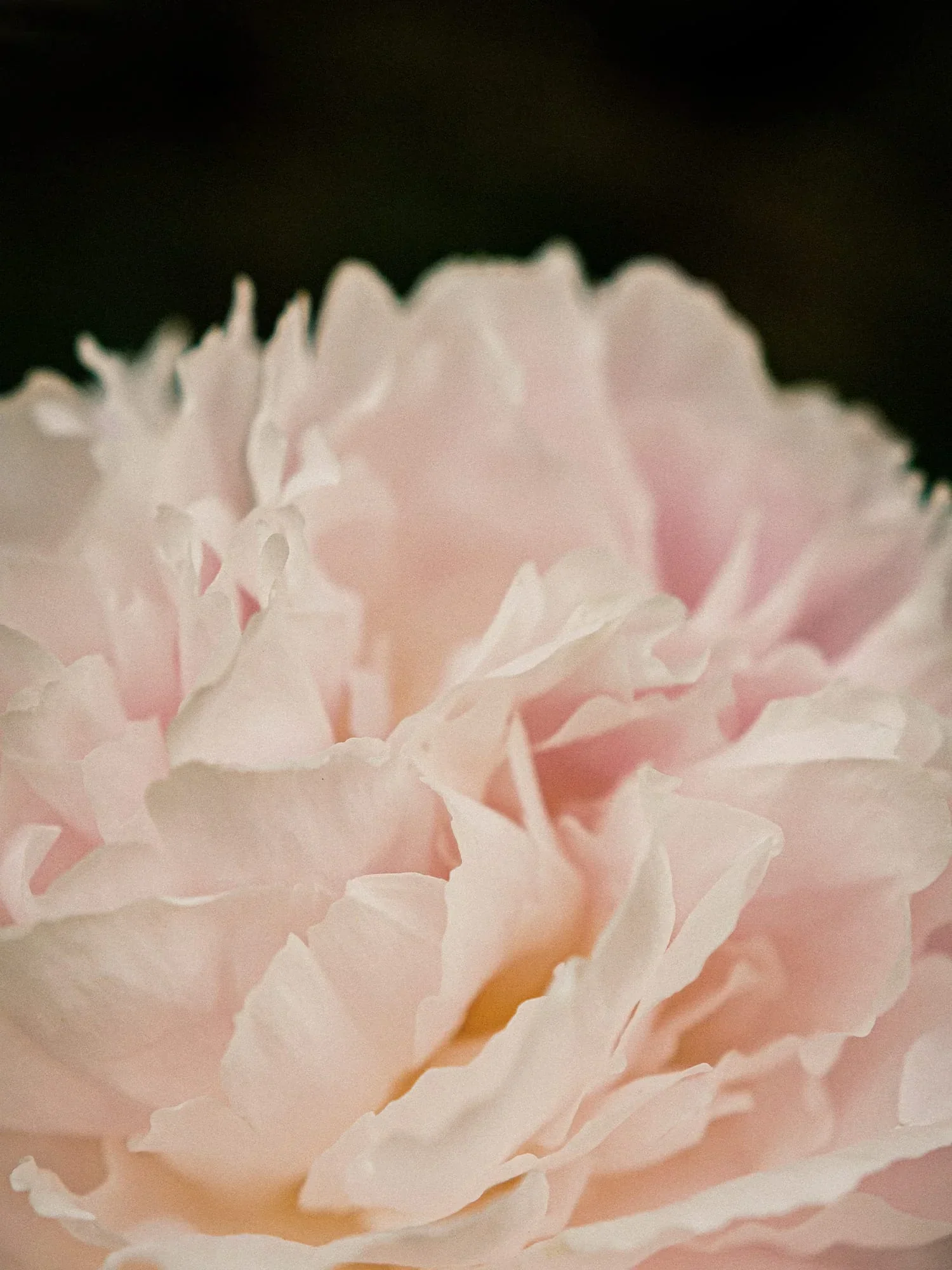 Reviving Rose Infusion Cream Cleanser 145ml - Image 5