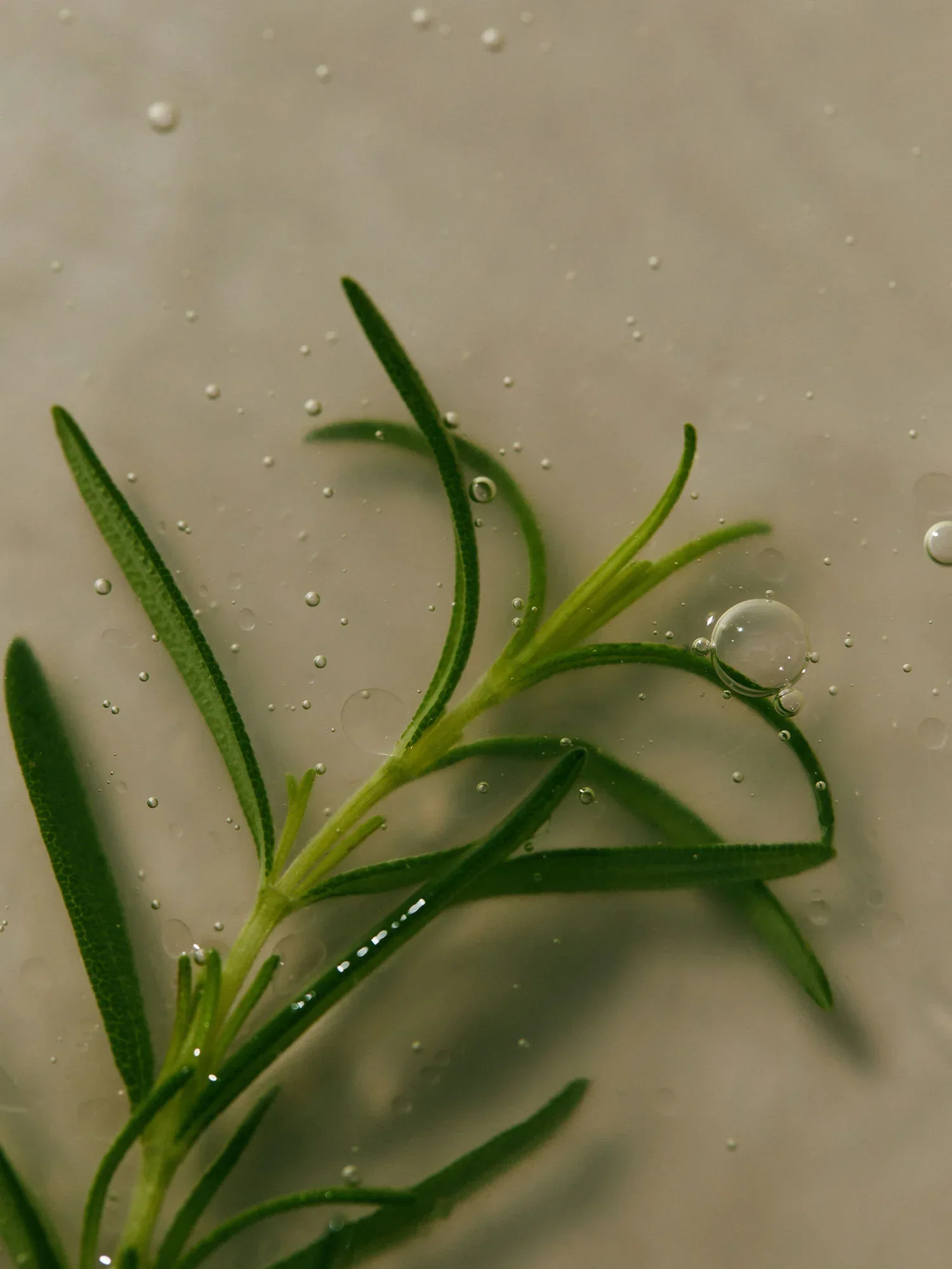 Rosemary PDRN Root Volume Set - Image 7