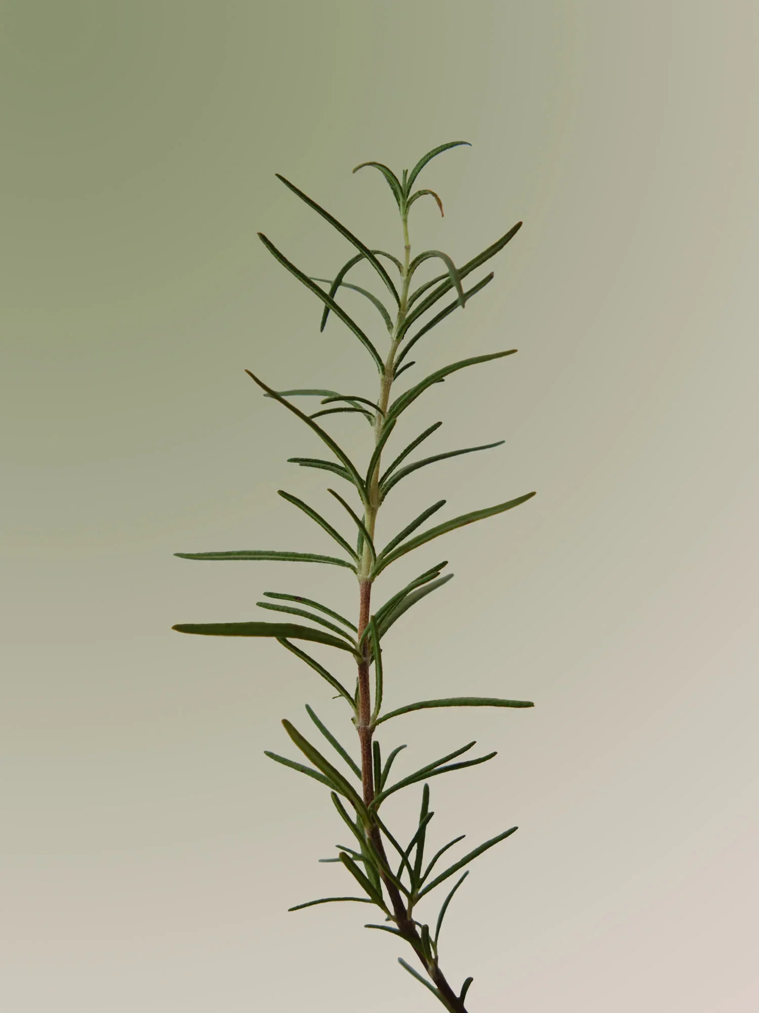Rosemary Scalp Scaling Shampoo 180ml - Image 2