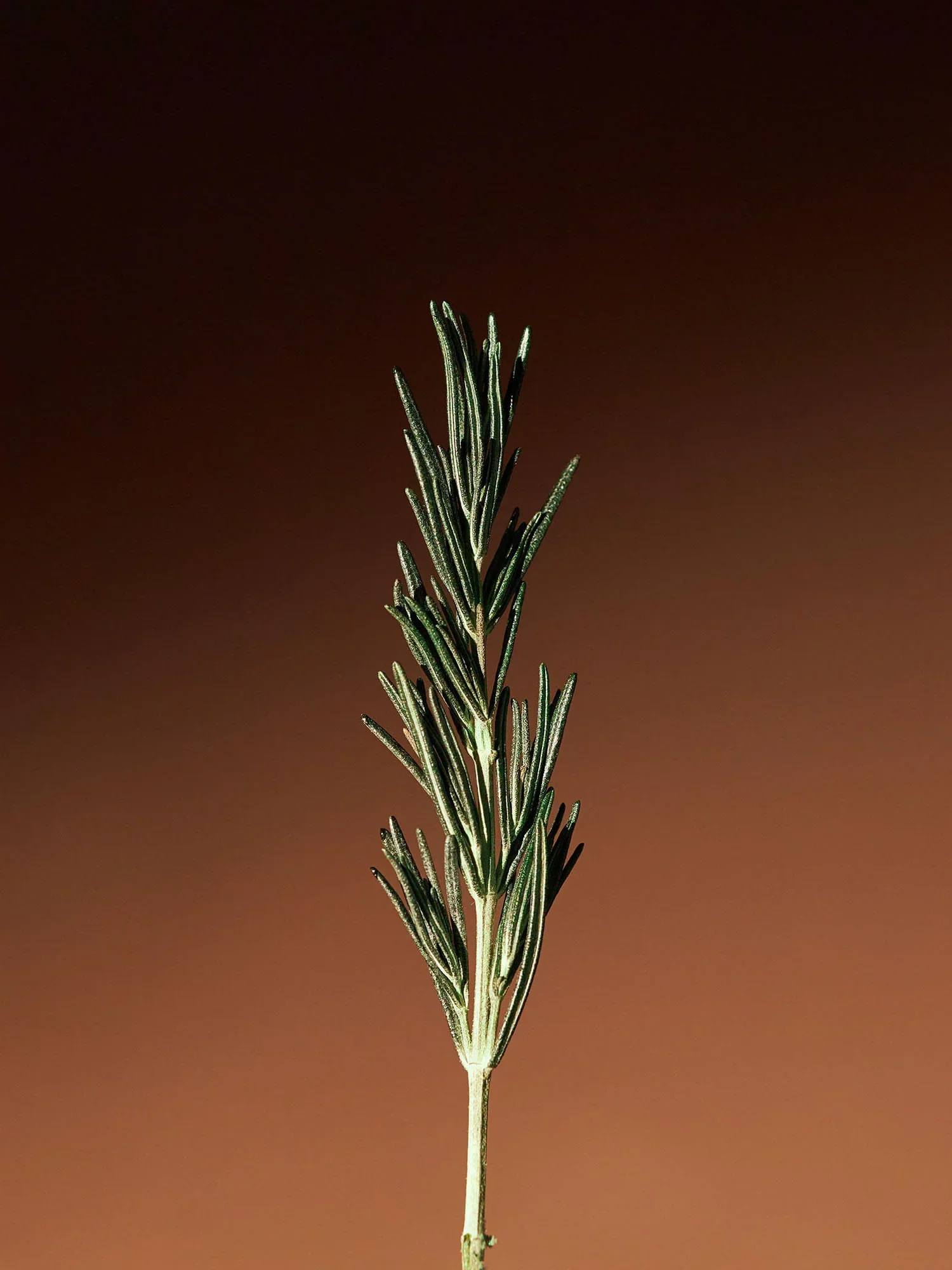 Vitalizing Rosemary Concentrated Essence 300ml - Image 4